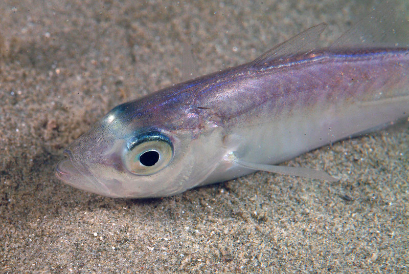 Trachurus cf. mediterraneus